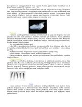 Paukščiai, paukščių charakteristika, paukščiai Lietuvoje 2 puslapis