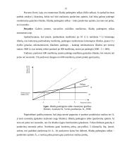 Pelnas ir pelningumas 13 puslapis