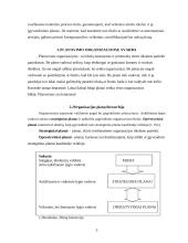 Planavimas ir strateginis valdymas 5 puslapis