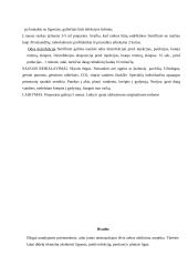 Rankų higienos svarba bei priemonės sveikatos priežiūros įstaigose 11 puslapis