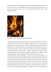 Rasės ir gyventojai 13 puslapis