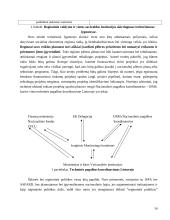 Regionų ekonominės-socialinės raidos aktyvinimas 14 puslapis