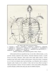Roplių kūno dangos histologija ir jos dariniai 5 puslapis