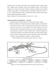Roplių kūno dangos histologija ir jos dariniai 7 puslapis