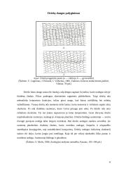 Roplių kūno dangos histologija ir jos dariniai 8 puslapis
