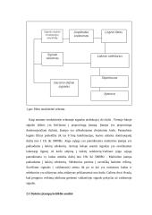 Skaitmeninio filtro projektavimas 5 puslapis
