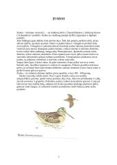 Slanka. Ekologija. Biologija ir medžiojimo ypatumai 3 puslapis