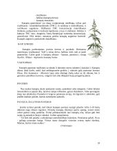 Socialiniai narkomanijos jaunimo tarpe aspektai 18 puslapis