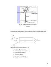 Sprendimų paramos sistemų klasifikavimas 16 puslapis