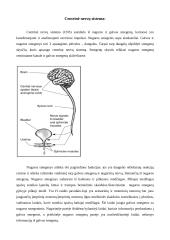 Stuburinių gyvūnų nervų sistemos evoliucija 3 puslapis