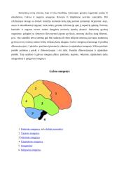 Stuburinių gyvūnų nervų sistemos evoliucija 4 puslapis