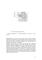 Traktorių varikliai 17 puslapis