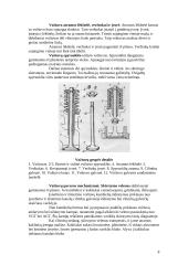 Traktorių varikliai 8 puslapis