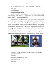 Turizmas Naujojo Akmenėje 13 puslapis