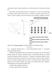 Ultragarso nepageidaujamas poveikis organizmui 13 puslapis