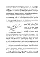 Ultragarso nepageidaujamas poveikis organizmui 8 puslapis