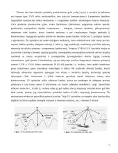 Ultravioletinių spindulių (UV) fototerapija 5 puslapis