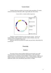 Valstybės biudžeto formavimo ypatumai 6 puslapis