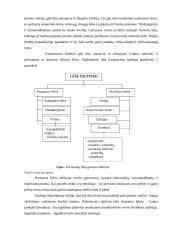 Verslo kūrimo ypatumai 11 puslapis