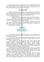 Verslo planas: informacinės technologijos UAB "Virdekas" 7 puslapis