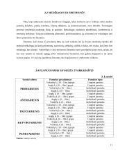 Verslo planas: užsienio kalbų mokymas UAB "Šnekučiai" 10 puslapis