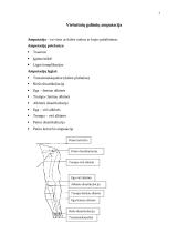 Viršutinių galūnių amputacija 3 puslapis