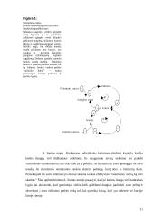 XVIII – XIX amžiaus mąstytojai ir jų darbų įtaka vadybos mokslui 11 puslapis
