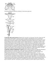 Gruntas, grunto charakteristika 8 puslapis