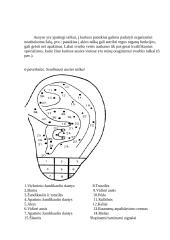 Auskarų ir tatuiruočių poveikis žmogaus organizmui 10 puslapis