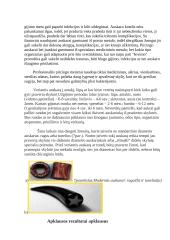 Auskarų ir tatuiruočių poveikis žmogaus organizmui 12 puslapis