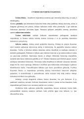 Tiriamasis darbas: balsavimas internetu 4 puslapis