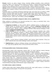 Nervų sistemos anatomja ir fiziologija 10 puslapis