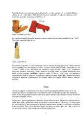 Apranga sauganti nuo mechaninių sužeidimų 5 puslapis