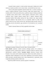 Statistinės lentelės ir diagramos. Jų sudarymas ir panaudojimas 4 puslapis