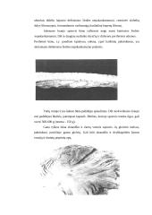 Lėtinis dešiniosios širdies nepakankamumas 3 puslapis