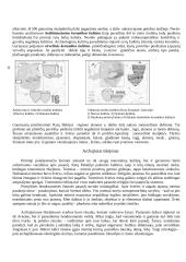 Lietuvos priešistorės raida 2 puslapis