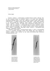 Subintimalinė arterijų rekanalizacija – alternatyva chirurginiam apatinės galūnės lėtinės okliuzijos gydymui 7 puslapis