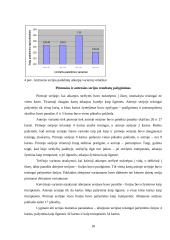 Miulerio-Lajerio iliuzijos tyrimas 18 puslapis