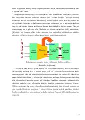 Atmintis ir atminties rūšys 6 puslapis