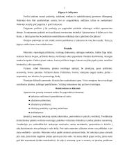 Ekskursija į piceriją "Geltonasis submarinas" 7 puslapis