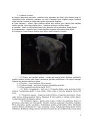 Veršelių baltoji raumenų distrofija (Myopathia) 2 puslapis