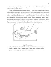 Žuvies apdorojimas, cheminė sudėtis, maistinė vertė ir kokybė 6 puslapis