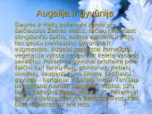 Arktinės bei antarktinės dykumos ir ledynai 4 puslapis