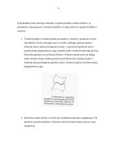 Centrinė okliuzija 6 puslapis