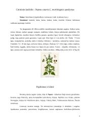 Citrininė katžolė (Nepeta cataria L.) 4 puslapis