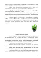 Citrininė katžolė (Nepeta cataria L.) 6 puslapis