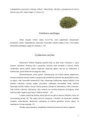 Citrininė katžolė (Nepeta cataria L.) 7 puslapis