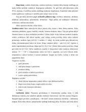Dažų įvairovė interjero apdailoje 5 puslapis