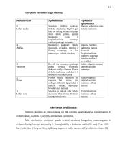 Galvijų mėsa 11 puslapis