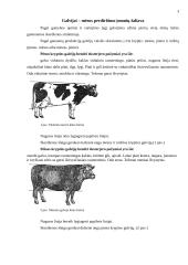 Galvijų mėsa 3 puslapis